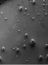 PVDF separator surface microscopy example with discrete raised coating points