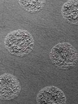 Microscopy image of large circular coating points made by dot roller coating